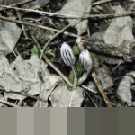 Menteri Sosial: Penyaluran Bansos 2025 Capai Rp 110 Triliun, Ajak Masyarakat Awasi Data