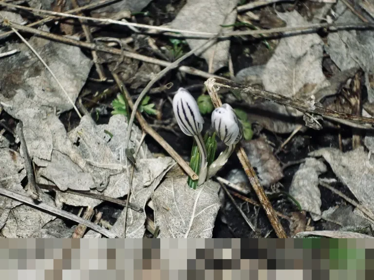 Menteri Sosial: Penyaluran Bansos 2025 Capai Rp 110 Triliun, Ajak Masyarakat Awasi Data