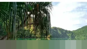 Menyingkap Pesona Danau Laut Tinggal: Kaldera Purba Tersembunyi di Jantung Hutan Sumatera Barat