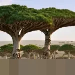 Misteri Pulau Socotra ‘Persembunyian Dajjal’: Keindahan Eksotis dan Ketegangan Geopolitik yang Menjebak 3 WNI