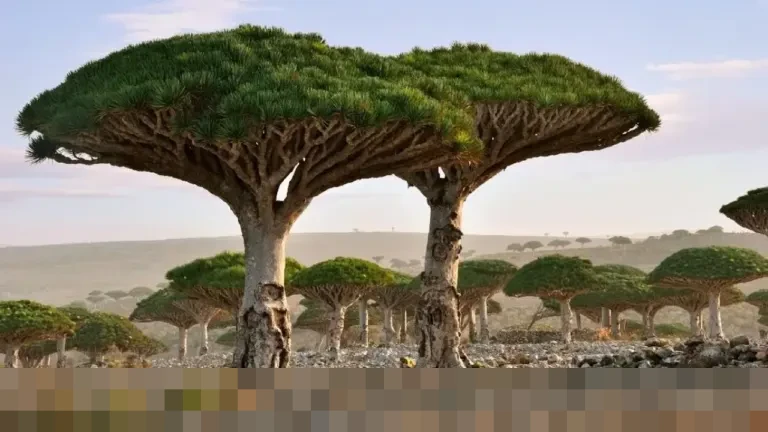 Misteri Pulau Socotra ‘Persembunyian Dajjal’: Keindahan Eksotis dan Ketegangan Geopolitik yang Menjebak 3 WNI