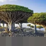 Misteri Pulau Socotra: Tempat Terjebaknya WNI dan Diyakini Jadi Persembunyian Dajjal