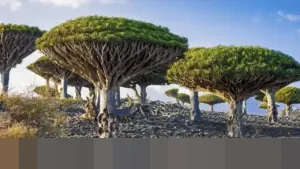Misteri Pulau Socotra: Tempat Terjebaknya WNI dan Diyakini Jadi Persembunyian Dajjal