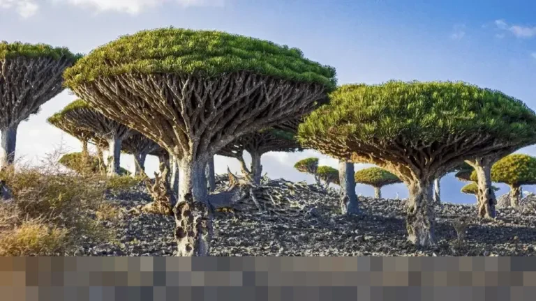 Misteri Pulau Socotra: Tempat Terjebaknya WNI dan Diyakini Jadi Persembunyian Dajjal Misteri Pulau Socotra: Tempat Terjebaknya WNI dan Diyakini Jadi Persembunyian Dajjal