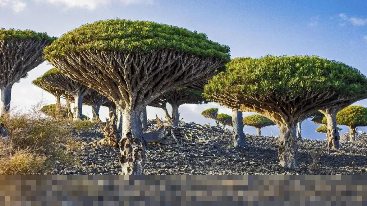 Misteri Pulau Socotra: Tempat Terjebaknya WNI dan Diyakini Jadi Persembunyian Dajjal Misteri Pulau Socotra: Tempat Terjebaknya WNI dan Diyakini Jadi Persembunyian Dajjal