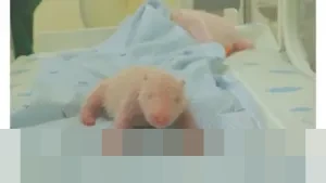 Momen Haru di Taman Safari: Satrio Wiratama, Bayi Panda Pertama Indonesia, Resmi Diperkenalkan ke Publik