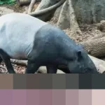 MUI Tegaskan Daging Tapir Halal Dikonsumsi, Ingatkan Status Satwa Dilindungi Undang-Undang