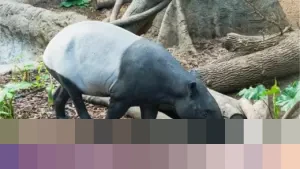 MUI Tegaskan Daging Tapir Halal Dikonsumsi, Ingatkan Status Satwa Dilindungi Undang-Undang