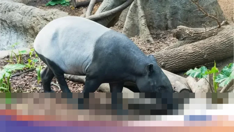 MUI Tegaskan Daging Tapir Halal Dikonsumsi, Ingatkan Status Satwa Dilindungi Undang-Undang