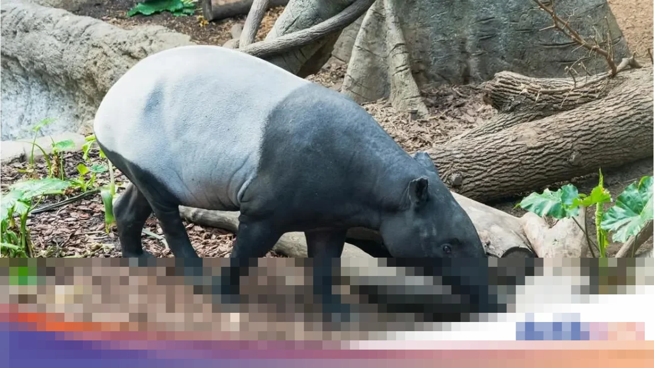 MUI Tegaskan Daging Tapir Halal Dikonsumsi, Ingatkan Status Satwa Dilindungi Undang-Undang