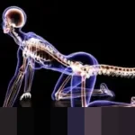 Mutasi Gen TBXT Teridentifikasi sebagai Kunci Hilangnya Ekor Manusia 25 Juta Tahun Lalu