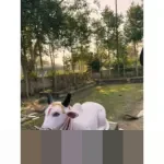 Nandi Julyanto: “Negara Tujuan Ekspor Minati Toyota Veloz Hybrid Buatan Indonesia”