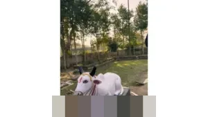 Nandi Julyanto: “Negara Tujuan Ekspor Minati Toyota Veloz Hybrid Buatan Indonesia”