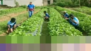Narapidana di Lapas Atambua, Tolitoli, dan Wahai Giat Panen Sayur hingga Produksi VCO di Awal 2026