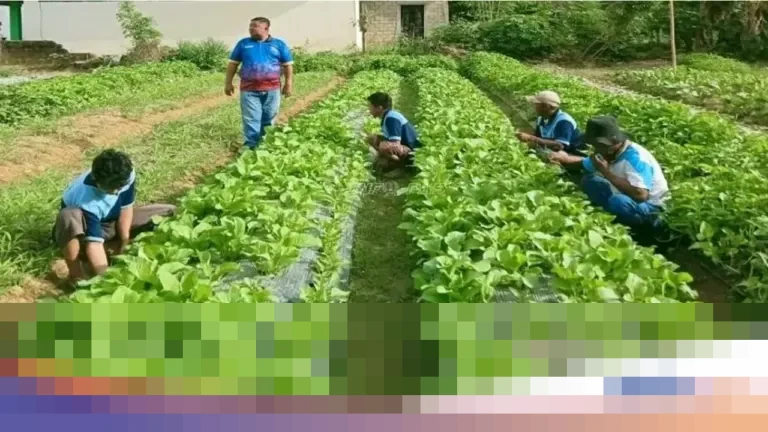 Narapidana di Lapas Atambua, Tolitoli, dan Wahai Giat Panen Sayur hingga Produksi VCO di Awal 2026