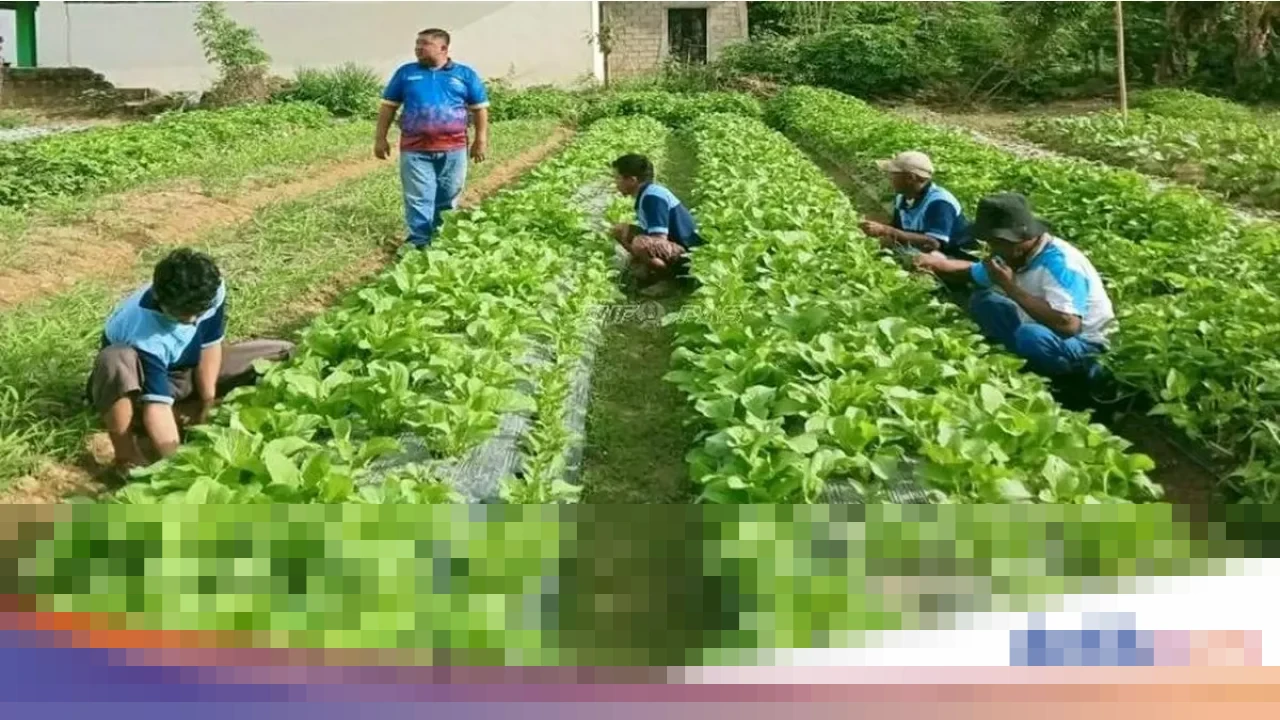 Narapidana di Lapas Atambua, Tolitoli, dan Wahai Giat Panen Sayur hingga Produksi VCO di Awal 2026