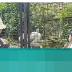 Nostalgia di Kebun Binatang Bandung: Kisah Kakek Nenek Mengulang Masa Kecil Bersama Cucu Tercinta