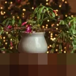 Panduan Lengkap Merawat Kaktus Natal: Pastikan Mekar Indah Setiap Musim Liburan Tiba