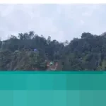 Pemerintah Amankan 70.000 Ton Batu Bara Ilegal di Kaltim, Siap Dilelang untuk Penerimaan Negara