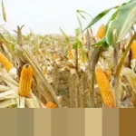 Pemerintah Pastikan Nihil Impor Jagung 2026, Siap Salurkan 500 Ribu Ton SPHP untuk Peternak