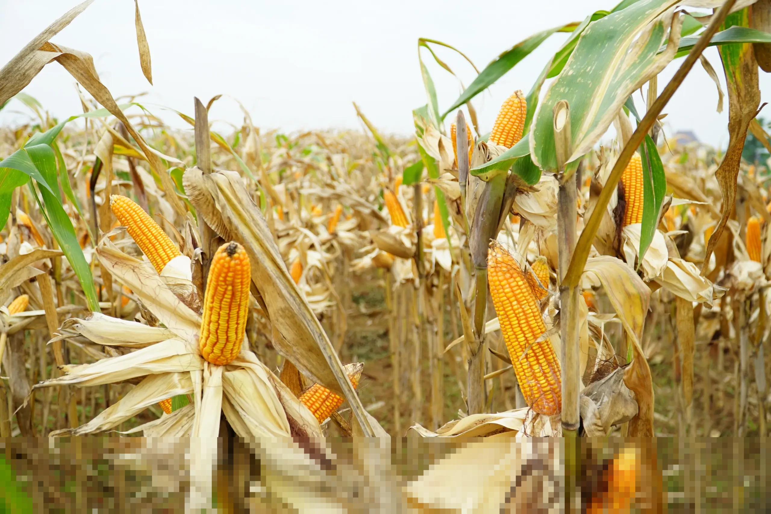 Pemerintah Pastikan Nihil Impor Jagung 2026, Siap Salurkan 500 Ribu Ton SPHP untuk Peternak