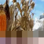 Pemerintah Pertimbangkan Penundaan Pengumuman Swasembada Beras dan Jagung, Prioritaskan Penanganan Bencana