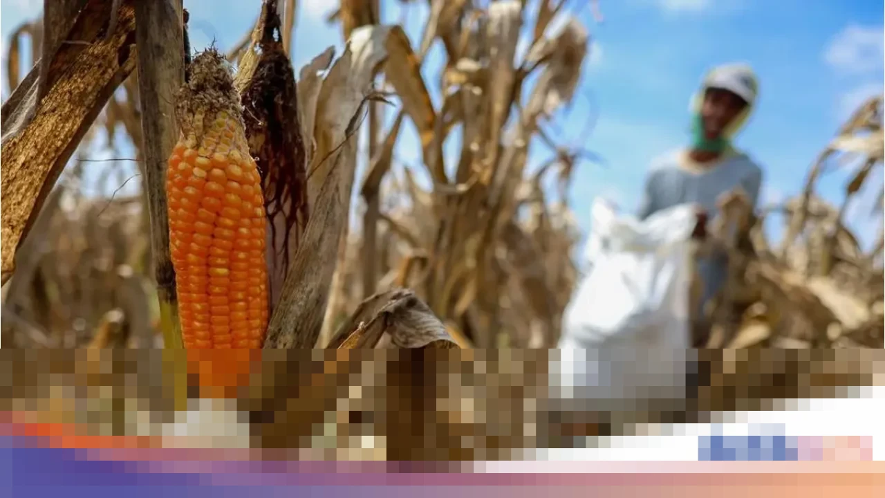 Pemerintah Pertimbangkan Penundaan Pengumuman Swasembada Beras dan Jagung, Prioritaskan Penanganan Bencana