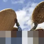 Pemerintah Resmi Hentikan Impor Beras, Gula, dan Jagung Sepanjang 2026, Target Swasembada Pangan