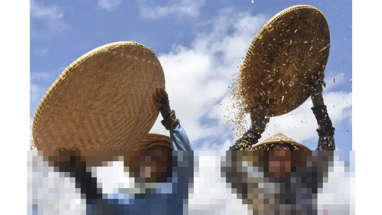 Pemerintah Resmi Hentikan Impor Beras, Gula, dan Jagung Sepanjang 2026, Target Swasembada Pangan