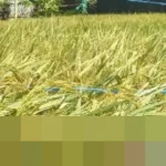 Pemkot Cirebon Dorong Perlindungan Lahan Pertanian, Sisa 93 Hektare Terancam Alih Fungsi