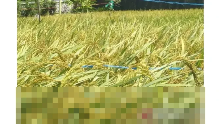 Pemkot Cirebon Dorong Perlindungan Lahan Pertanian, Sisa 93 Hektare Terancam Alih Fungsi Pemkot Cirebon Dorong Perlindungan Lahan Pertanian, Sisa 93 Hektare Terancam Alih Fungsi