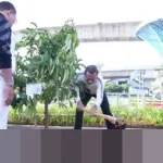 Pemkot Jakarta Timur Tanam 10 Pohon Produktif di Cakung, Optimalkan Ruang Terbuka Hijau