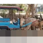 Pemkot Mataram Akui Kendala Lokasi Penampungan Hambat Program Biogas dari Kotoran Kuda