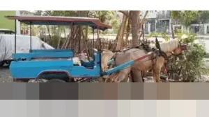 Pemkot Mataram Akui Kendala Lokasi Penampungan Hambat Program Biogas dari Kotoran Kuda