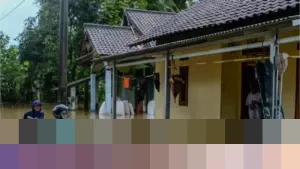 Pemprov Banten Siapkan Bantuan Benih Usai 2.093 Hektare Sawah Terendam Banjir dan Puso