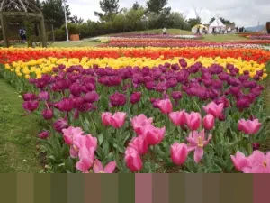 Pemprov DKI Kaji Ulang Pembangunan JPO Sarinah, Gubernur Pramono Anung Prioritaskan Akses Difabel