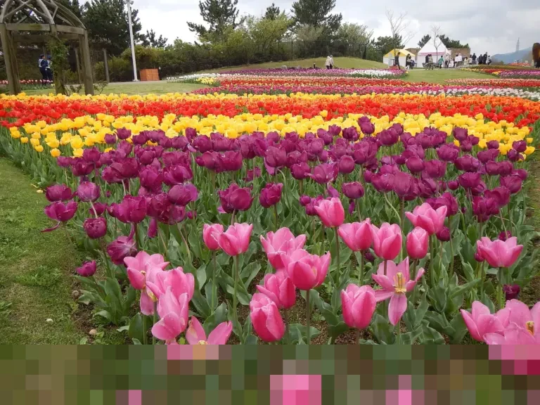 Pemprov DKI Kaji Ulang Pembangunan JPO Sarinah, Gubernur Pramono Anung Prioritaskan Akses Difabel