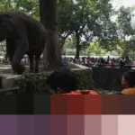 Pengelola Ragunan Prediksi Puncak Kunjungan 100 Ribu Orang Saat Libur Tahun Baru 2026