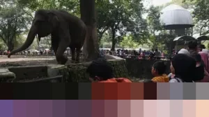 Pengelola Ragunan Prediksi Puncak Kunjungan 100 Ribu Orang Saat Libur Tahun Baru 2026