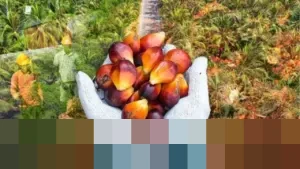 Pengusaha Sawit Keluhkan Aturan DHE Baru: Bebani Biaya Produksi, Ancam Ekspor dan Produksi Nasional