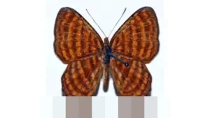 Peran Vital Tanaman Perkebunan Indonesia: Penopang Industri, Devisa, dan Peluang Ekonomi Nasional