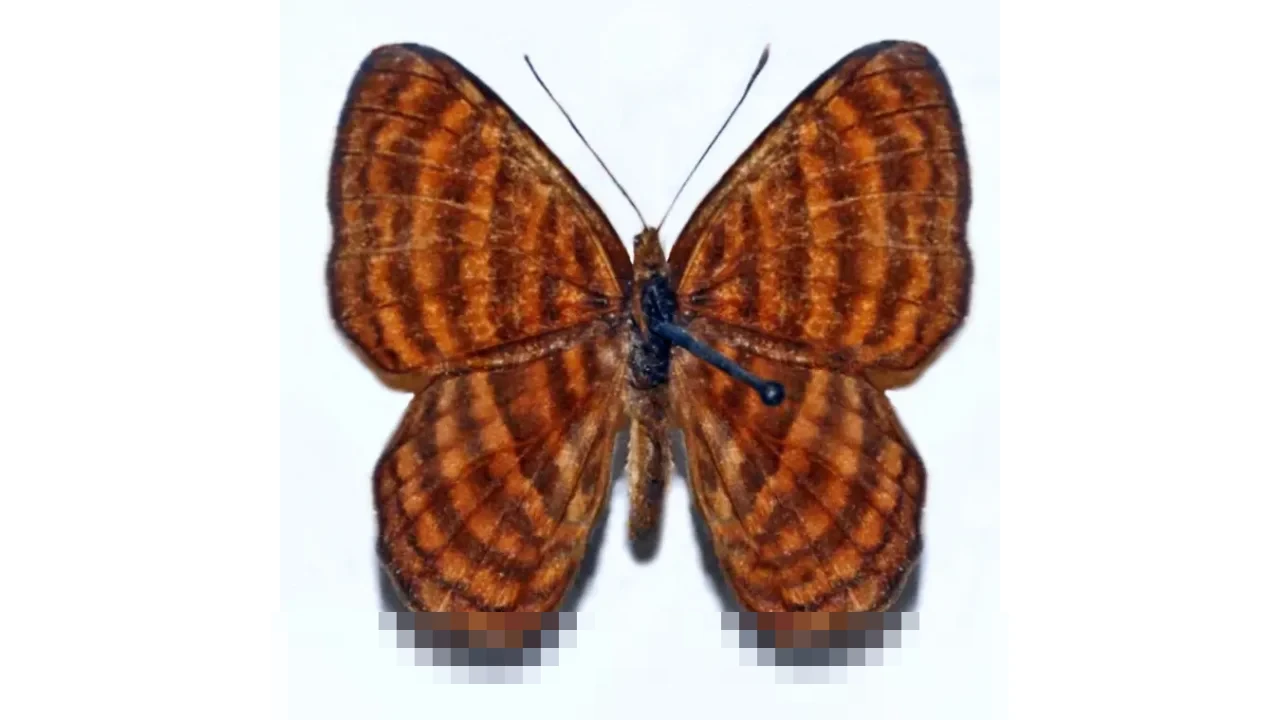 Peran Vital Tanaman Perkebunan Indonesia: Penopang Industri, Devisa, dan Peluang Ekonomi Nasional