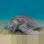 Perlindungan Optimal Cat Mobil: Menguak Keunggulan PPF dan Coating di Iklim Tropis