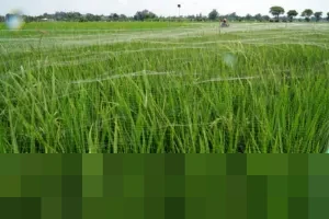 Petani di Tulungagung Pasang Paranet, Amankan Tanaman Padi dari Serangan Hama Burung
