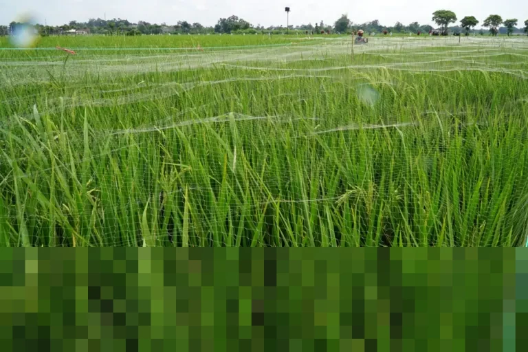 Petani di Tulungagung Pasang Paranet, Amankan Tanaman Padi dari Serangan Hama Burung