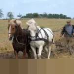 Petani Prancis Penuhi Jalan Paris dengan Traktor, Protes Perjanjian Dagang Uni Eropa-Mercosur dan Wabah Ternak