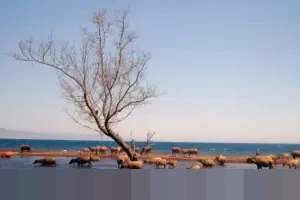 Peternak Babi di Sragen Tuntut Kompensasi Rp 1 Miliar Usai Diminta Tutup Usaha Dekat SPPG