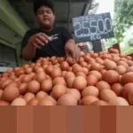 Peternak Nasional Pastikan Kesiapan Pasokan Telur untuk Program Makan Bergizi Gratis 2026