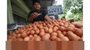 Peternak Nasional Pastikan Kesiapan Pasokan Telur untuk Program Makan Bergizi Gratis 2026