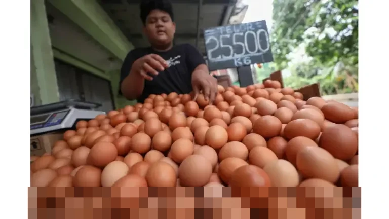 Peternak Nasional Pastikan Kesiapan Pasokan Telur untuk Program Makan Bergizi Gratis 2026 Peternak Nasional Pastikan Kesiapan Pasokan Telur untuk Program Makan Bergizi Gratis 2026